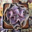 Echeveria 'Valkyrie' 3" Succulent Plant