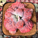 Echeveria 'Linguas' 4" Succulent Plant