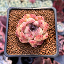 Echeveria 'Citrine' 1"-2" Seed Grown Air Magic Hybrid Succulent Plant