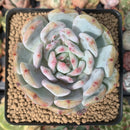 Echeveria 'Orange Monroe' 3" Powdery Succulent Plant