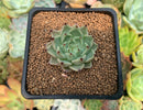 Echeveria Agavoides 'Primavera' 1" Succulent Plant