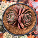 Echeveria 'Baekya' Cluster 4" Succulent Plant