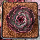Echeveria Agavoides 'Eclipse' 2" Succulent Plant