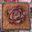 Echeveria Agavoides sp. 2" Succulent Plant