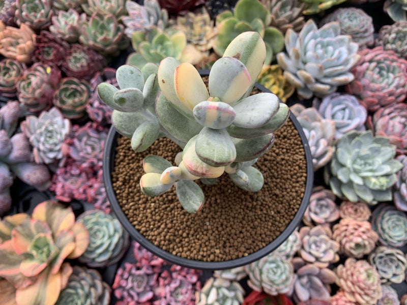 rare variegated succulents Cotyledon 'Orbiculata' Variegated 5" Large Very Rare Succulent Plant