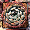 Echeveria 'Starmark' 4" Succulent Plant
