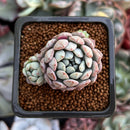 Echeveria 'Amoena' 1" Cluster Succulent Plant