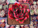 Echeveria Agavoides 'Signature' 2"-3" Succulent Plant