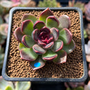 Echeveria 'Fushike' 1" Succulent Plant