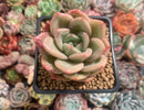 Echeveria 'Pink Champaign' 3" Succulent Plant