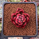 Echeveria Agavoides 'Callisto' 1" Succulent Plant