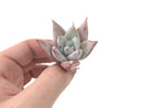 Echeveria 'Mexican Giant' Seedling 1"-2" Powdery Succulent Plant