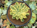 Echeveria 'Pulidonis' Variegated 4" Succulent Plant