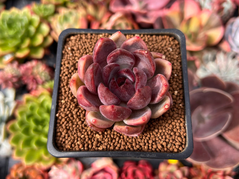 cheese succulent Echeveria 'Violet Cheese' 2" Succulent Plant