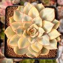 Echeveria 'Esther' Variegated 3" Succulent Plant