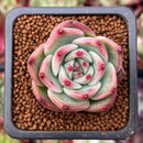 Echeveria 'Flora' 1" Succulent Plant