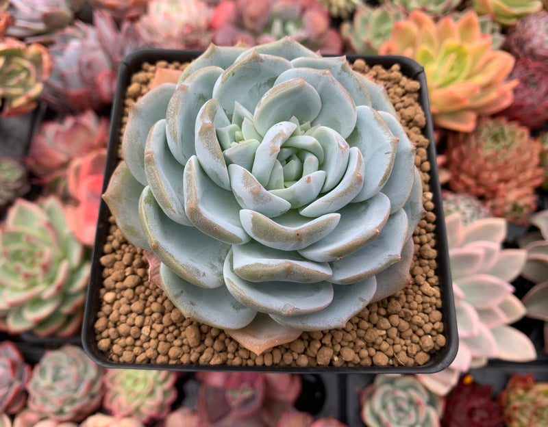 succulent paris Echeveria 'White One' 3