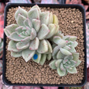 Echeveria Agavoides 'Arje' 3" Cluster Succulent Plant