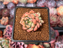 Echeveria 'Neoran' 1" Succulent Plant