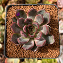 Echeveria Agavoides 'Red Bell' 2" Succulent Plant