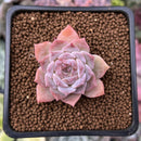 Echeveria sp. 1" Succulent Plant