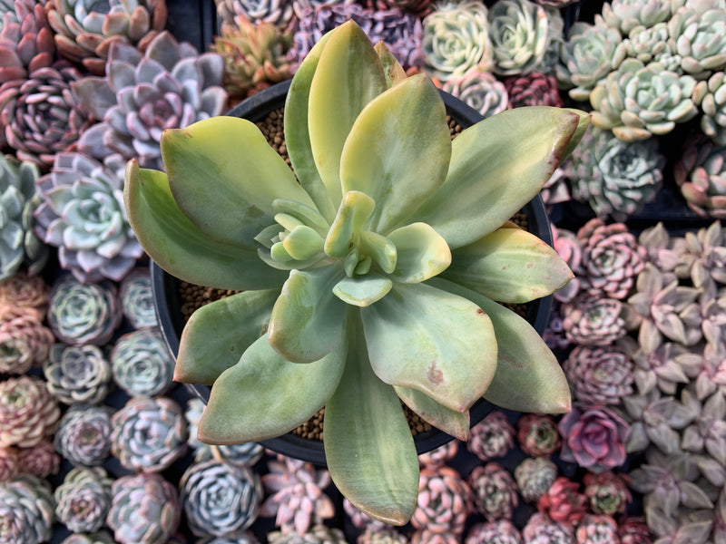 cypress succulent Pachyveria 'Cypress' Variegated 5" Rare Succulent Plant – True Succulents Plant Co