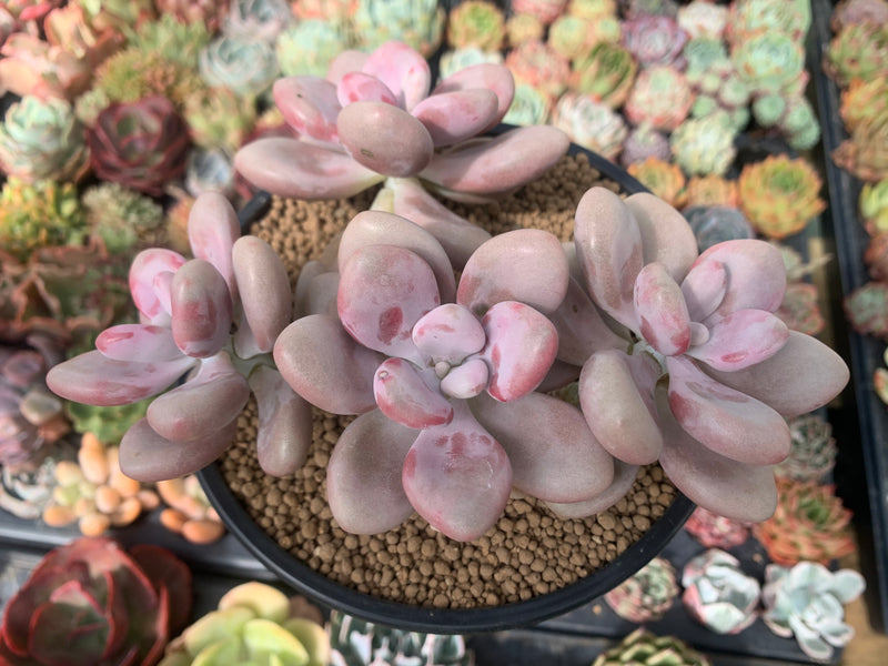 Graptopetalum 'Amethystinum' 5