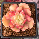 Echeveria 'Blade Runner' 2" Succulent Plant