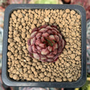 Echeveria 'Globulosa' x 'Sarahime' 1" Small Succulent Plant