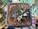 Echeveria 'Purpusorum' White Form 1" Succulent Plant