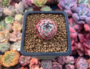 Echeveria sp. 1" Small Succulent Plant