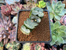 Haworthia Truncata 'Glass Wall' 2" Succulent Plant
