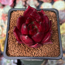 Echeveria Agavoides 'Luming' 2" Succulent Plant