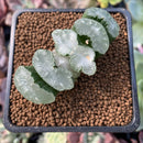 Haworthia Truncata 'White Mammoth' 2" Succulent Plant