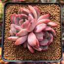 Echeveria 'Glam Pink' 2" Cluster Succulent Plant