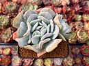 Echeveria 'Manner Queen' 3" Cluster Powdery Succulent Plant