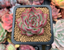 Echeveria 'Coroky' 2" Succulent Plant