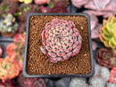 Echeveria 'Minima' 1" Succulent Plant