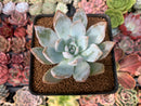Echeveria 'Trumso' 2" Succulent Plant
