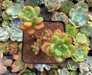 peridot succulent Echeveria 'Peridot' 3"-4" Cluster Succulent Plant – True Succulents Plant Co