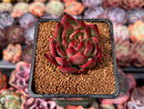 Echeveria Agavoides sp. 2" Succulent Plant