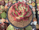 Echeveria Agavoides 'Amestro' 5" Succulent Plant