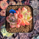 Echeveria 'Glamrin' Lightly Variegated 2" Succulent Plant