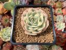 Echeveria 'Compton Carousel' Variegated 2" Succulent Plant