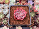 Echeveria 'Fresco' 2" New Hybrid Succulent Plant