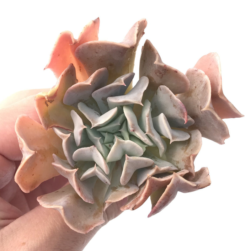 swan lake succulent Echeveria 'Swan Lake' 1"-2" Succulent Plant – True Succulents Plant Co