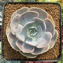 Echeveria 'Mirage' 3" Succulent Plant