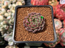 Echeveria 'Scorpio' 1" Succulent Plant