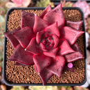 Echeveria Agavoides 'Red Ebony' 3" Succulent Plant