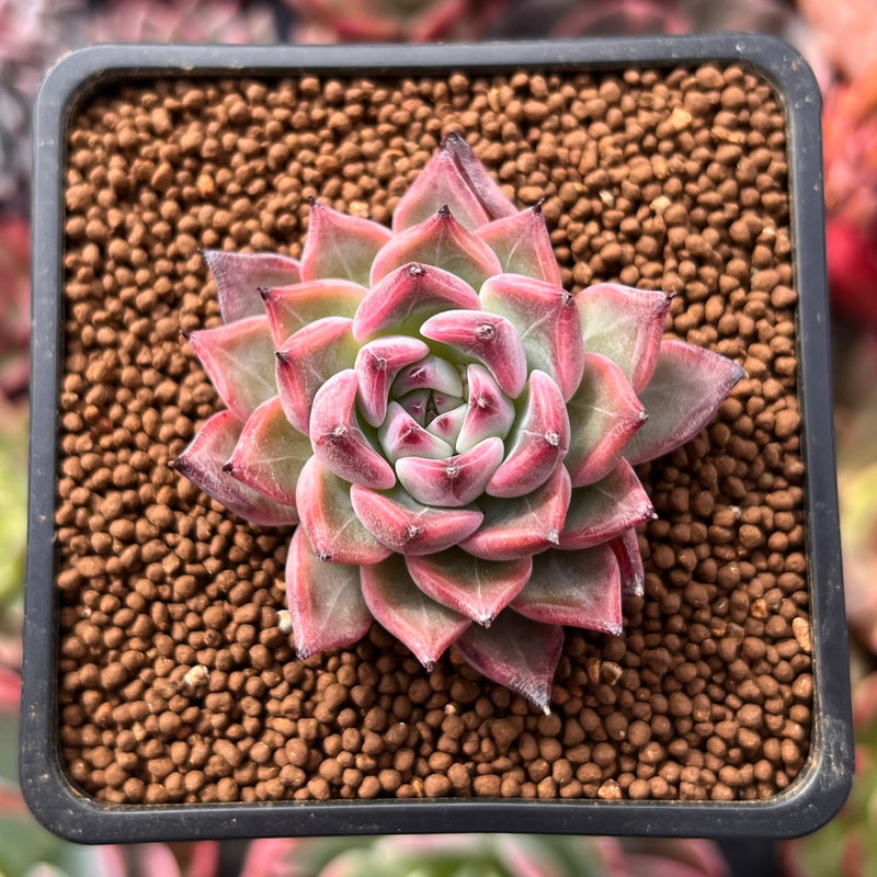 Echeveria 'Arizona' 1